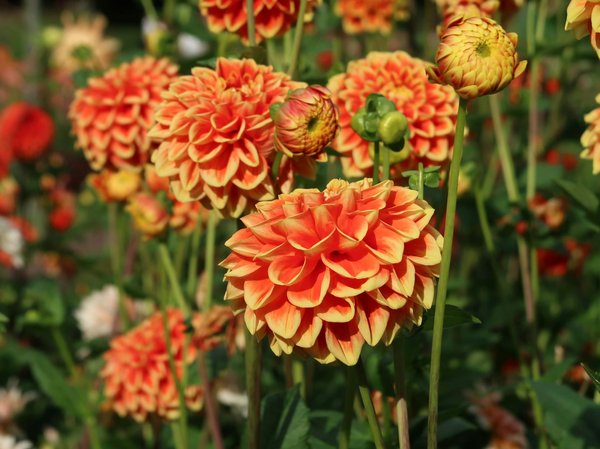 Wie kann man einen Garten mit wenig Wasserbedarf gestalten?